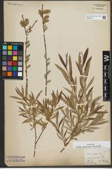 Foto von Salix purpurea L. x Salix viminalis L.
